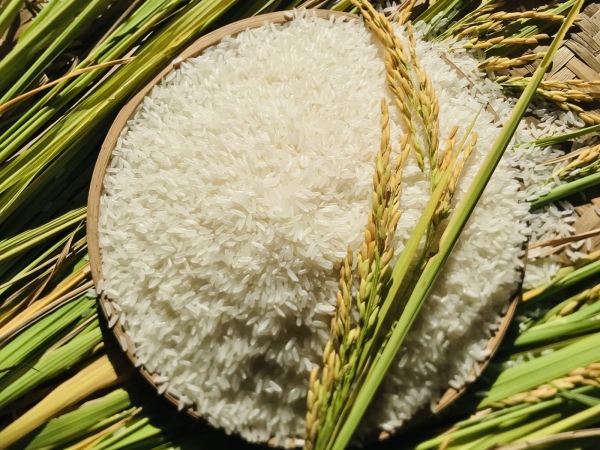 Gạo Đài Loan dẻo thơm nhiều